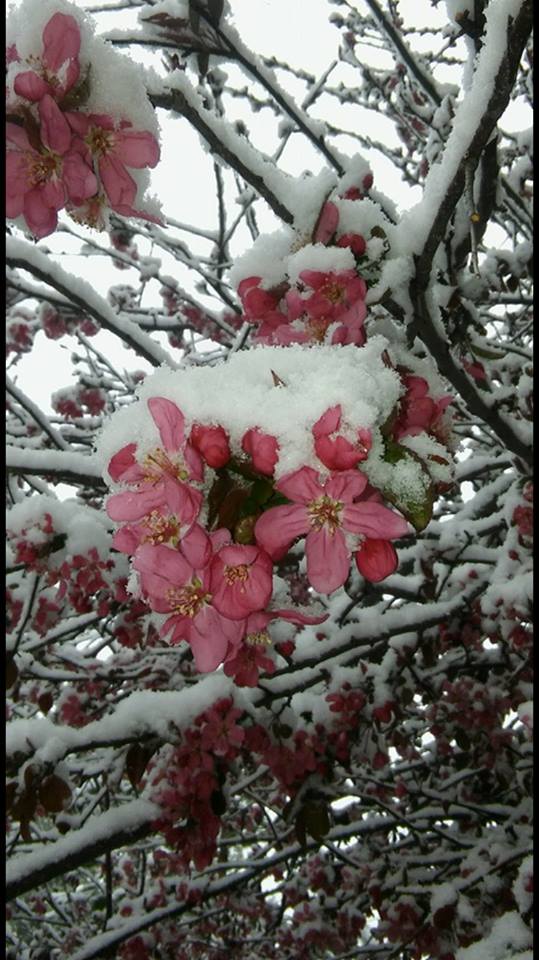 Snow in Spring